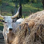 Clementina-agriturismo La Valentina