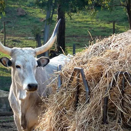Clementina-agriturismo La Valentina Farma